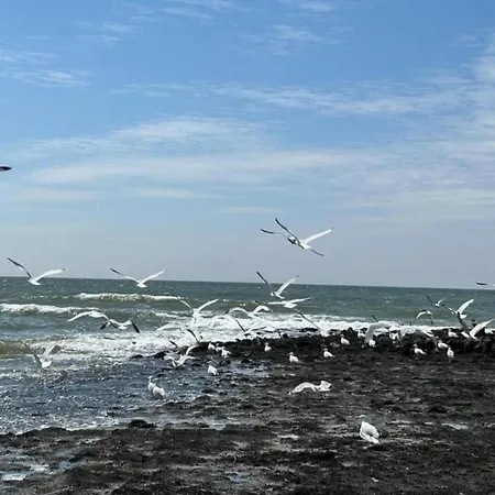 In Sint Maartenszee Near