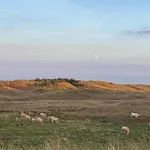 In Sint Maartenszee Near *